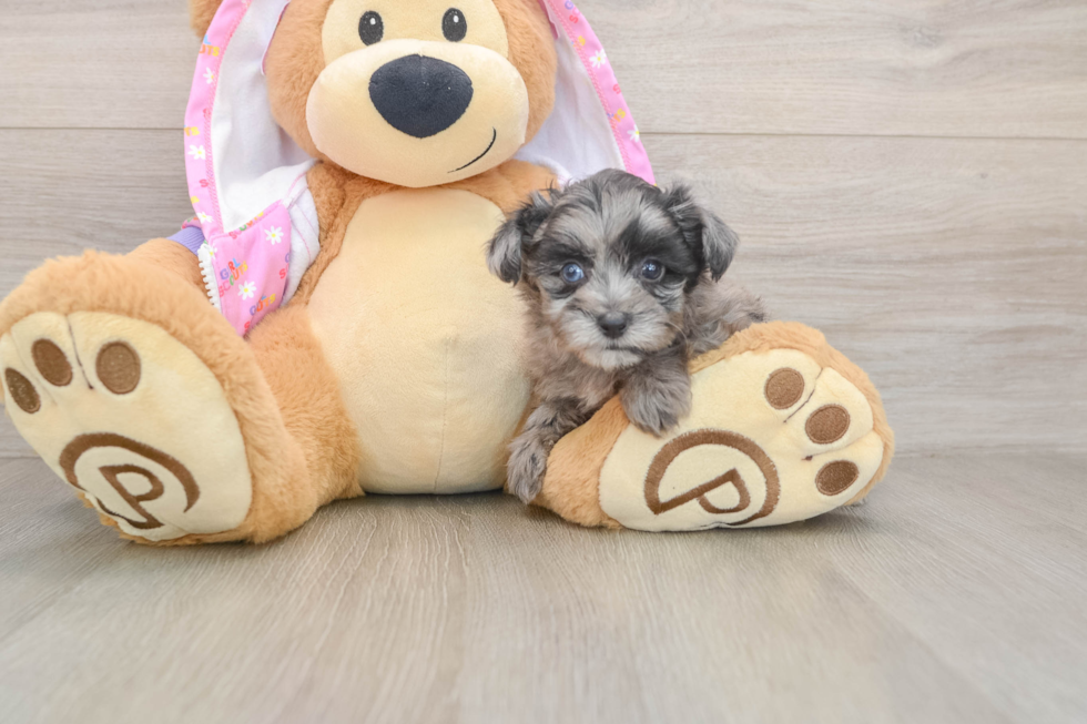 Mini Aussiedoodle Pup Being Cute