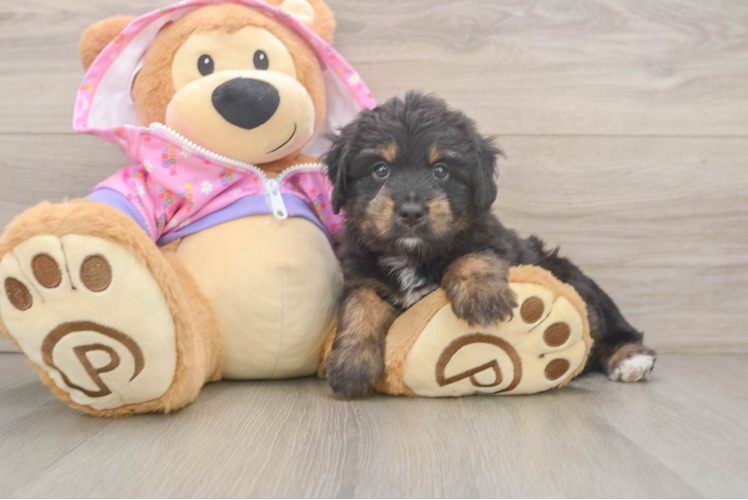 Friendly Mini Aussiedoodle Baby
