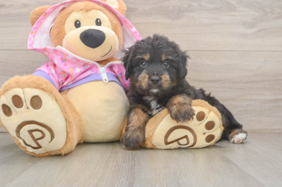 6 week old Mini Aussiedoodle Puppy For Sale - Pilesgrove Pups