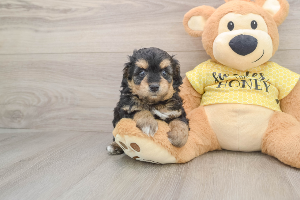 Adorable Mini Australian Shepherd X Poodle Mix Poodle Mix Puppy