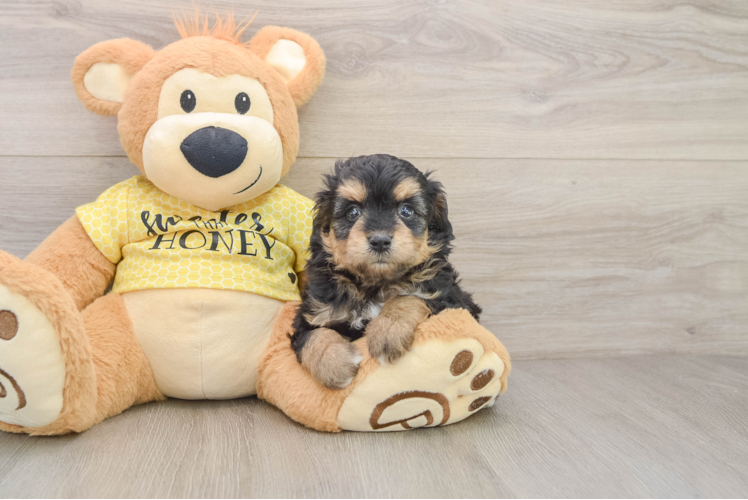 Mini Aussiedoodle Pup Being Cute