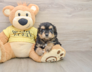 8 week old Mini Aussiedoodle Puppy For Sale - Pilesgrove Pups
