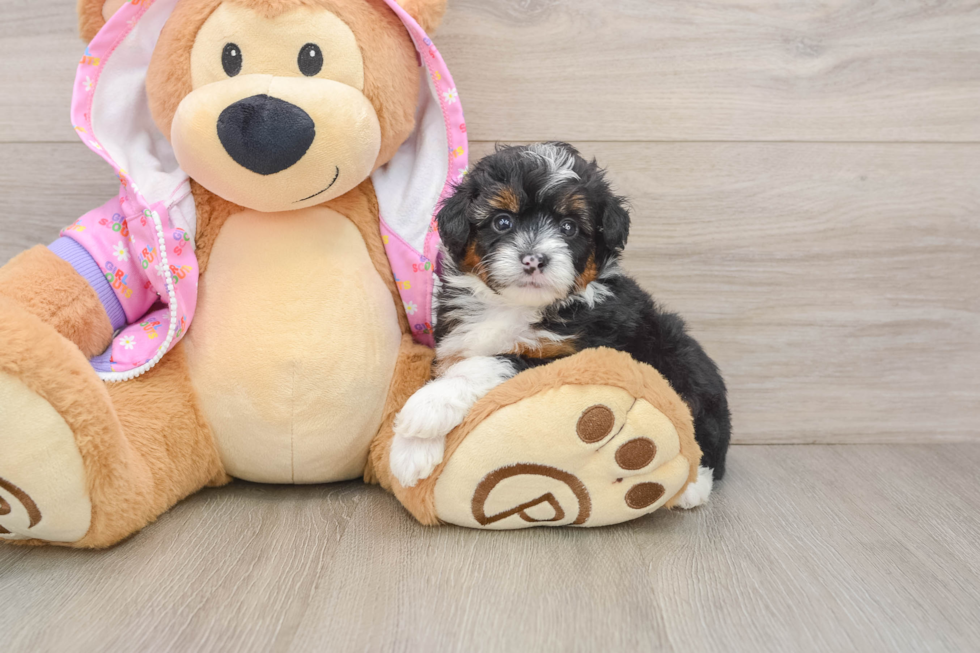 Best Mini Aussiedoodle Baby