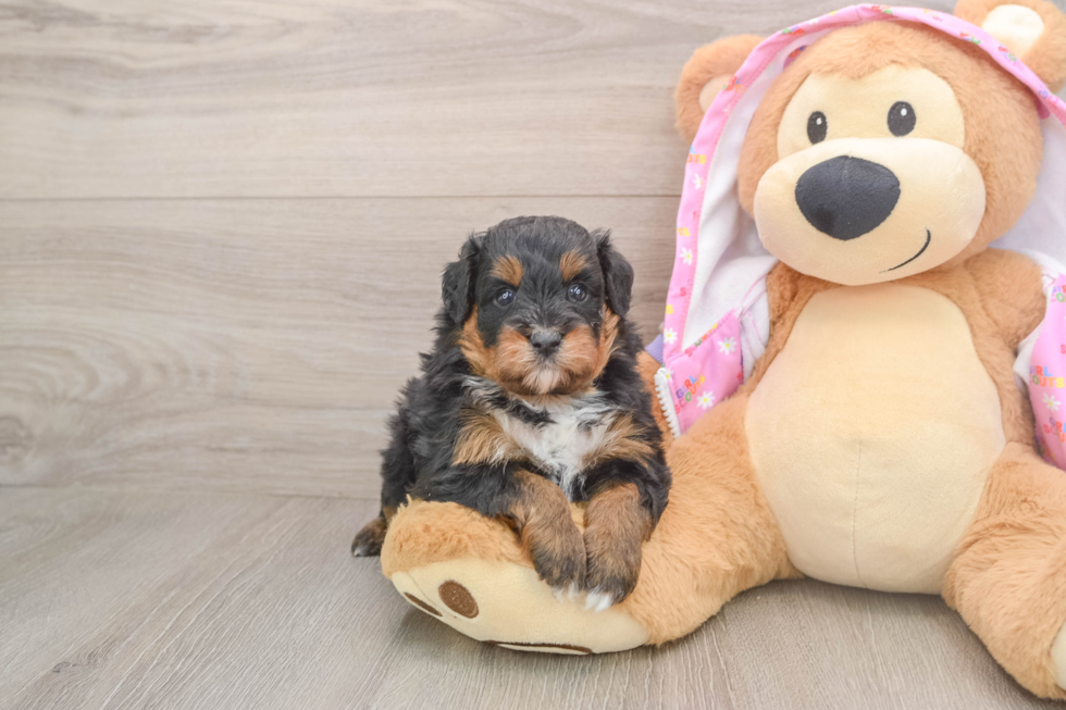 Mini Aussiedoodle Puppy for Adoption