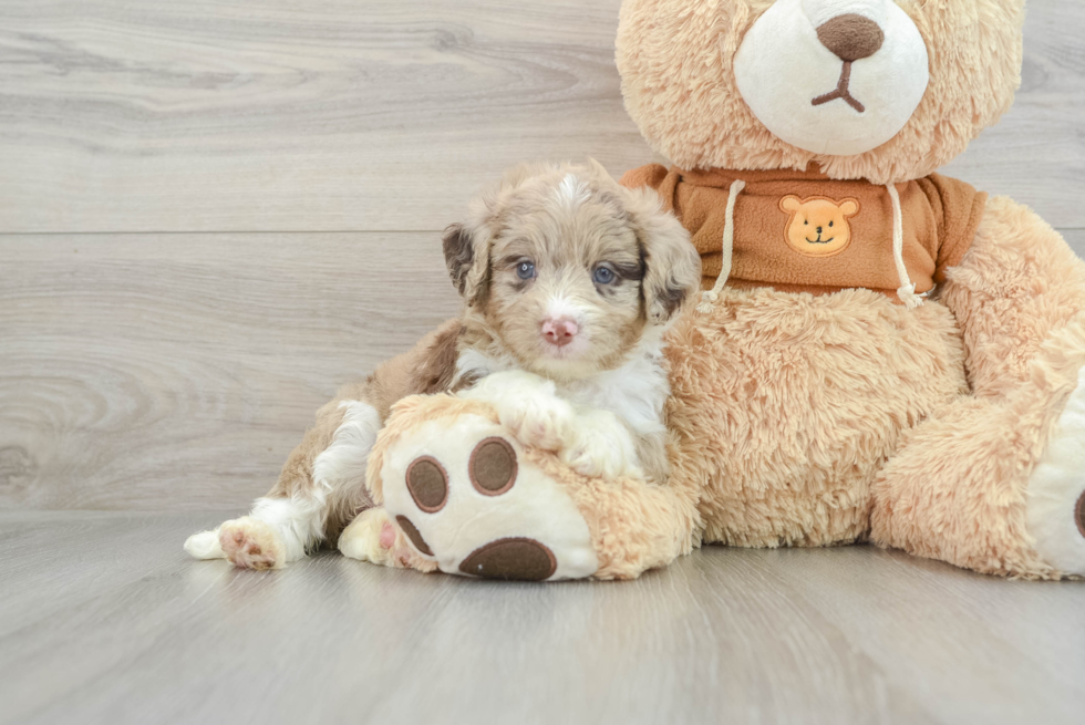 Energetic Aussie Poo Poodle Mix Puppy