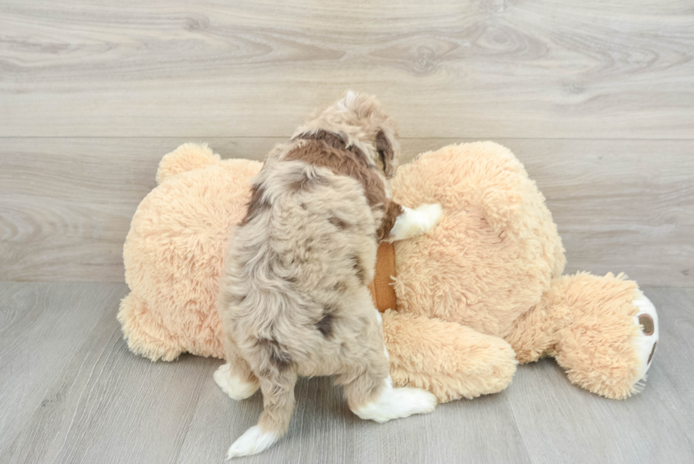 Best Mini Aussiedoodle Baby