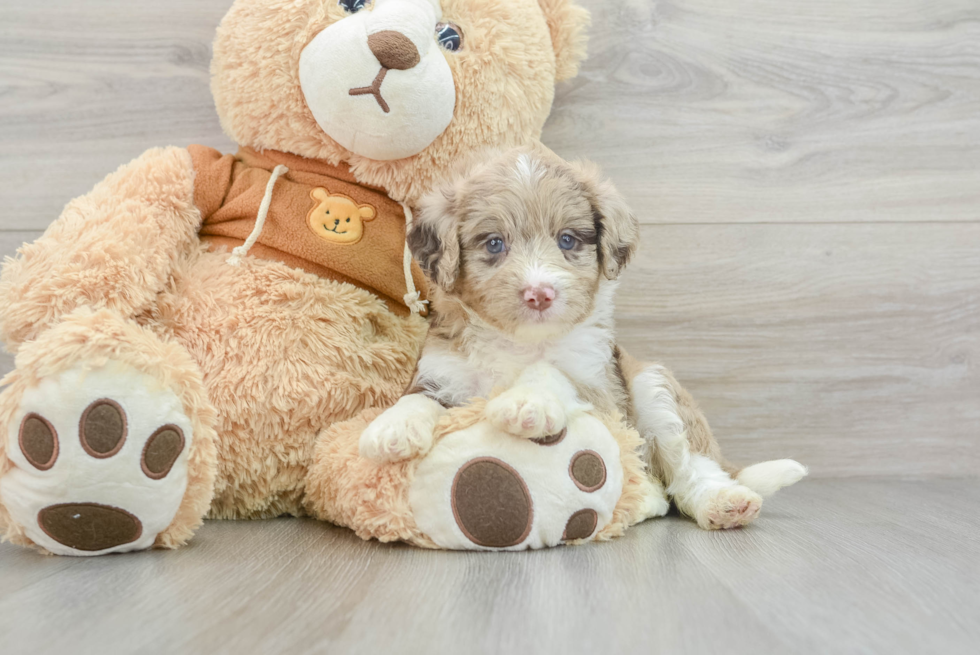 Mini Aussiedoodle Puppy for Adoption