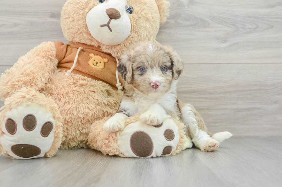 5 week old Mini Aussiedoodle Puppy For Sale - Pilesgrove Pups