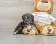 7 week old Mini Aussiedoodle Puppy For Sale - Pilesgrove Pups