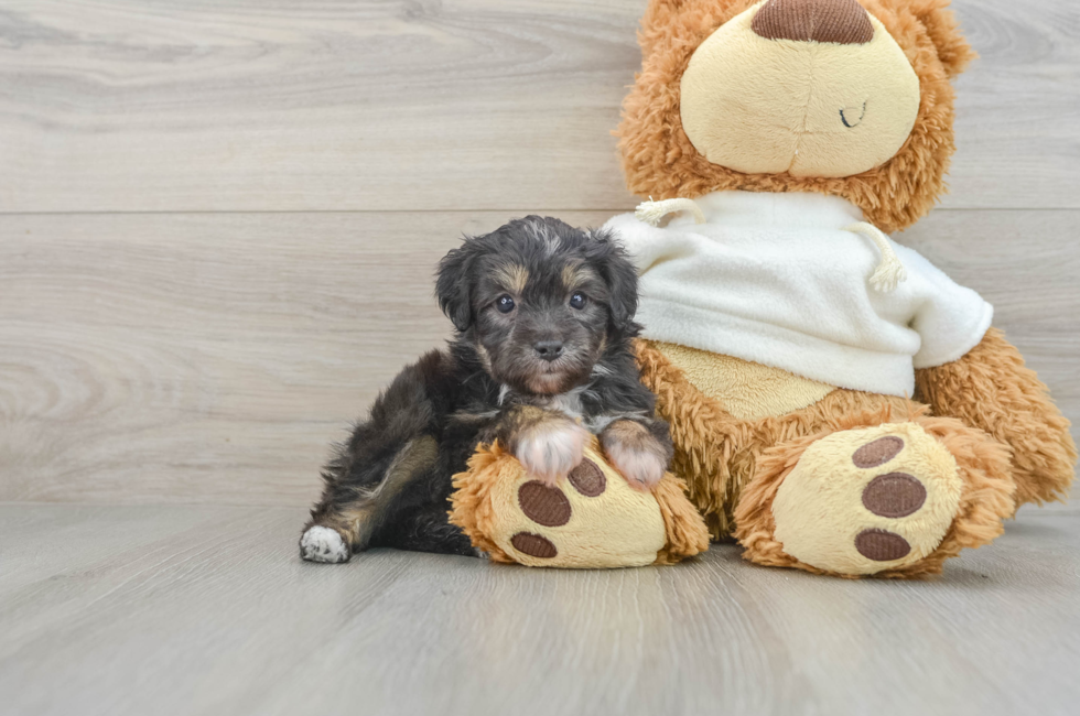 5 week old Mini Aussiedoodle Puppy For Sale - Pilesgrove Pups