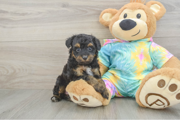 Mini Aussiedoodle Pup Being Cute