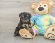 8 week old Mini Aussiedoodle Puppy For Sale - Pilesgrove Pups