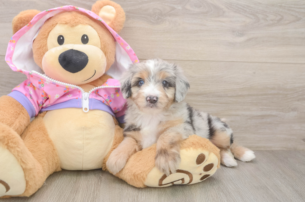 6 week old Mini Aussiedoodle Puppy For Sale - Pilesgrove Pups