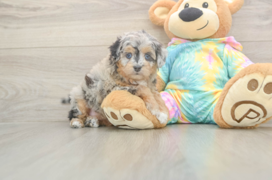 Cute Mini Aussiedoodle Baby