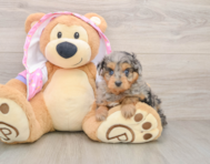 8 week old Mini Aussiedoodle Puppy For Sale - Pilesgrove Pups