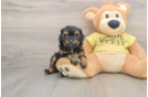 Smart Mini Aussiedoodle Poodle Mix Pup