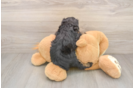 Cute Mini Aussiedoodle Baby