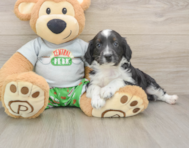 7 week old Mini Aussiedoodle Puppy For Sale - Pilesgrove Pups