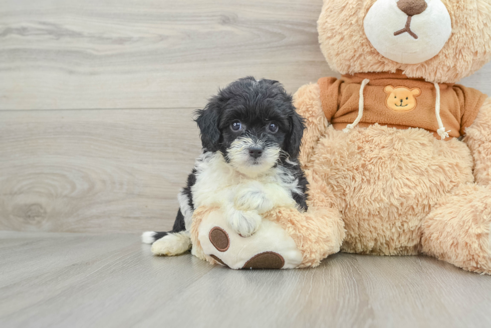 Best Mini Aussiedoodle Baby