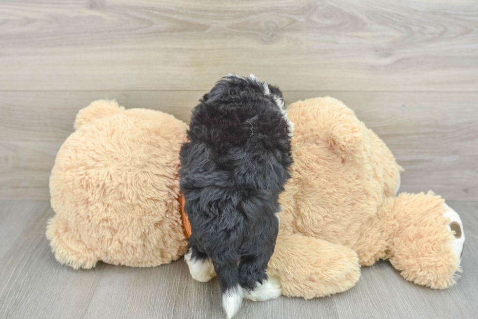 Mini Aussiedoodle Pup Being Cute