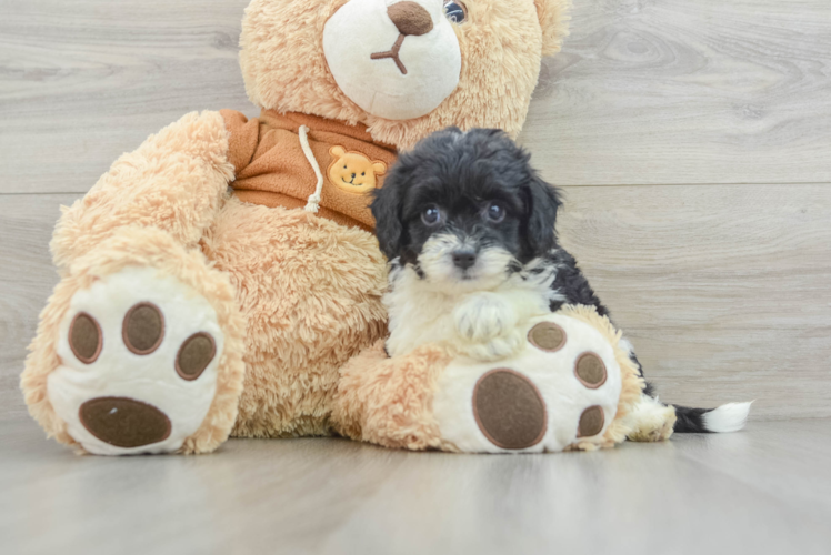 Adorable Mini Australian Shepherd X Poodle Mix Poodle Mix Puppy