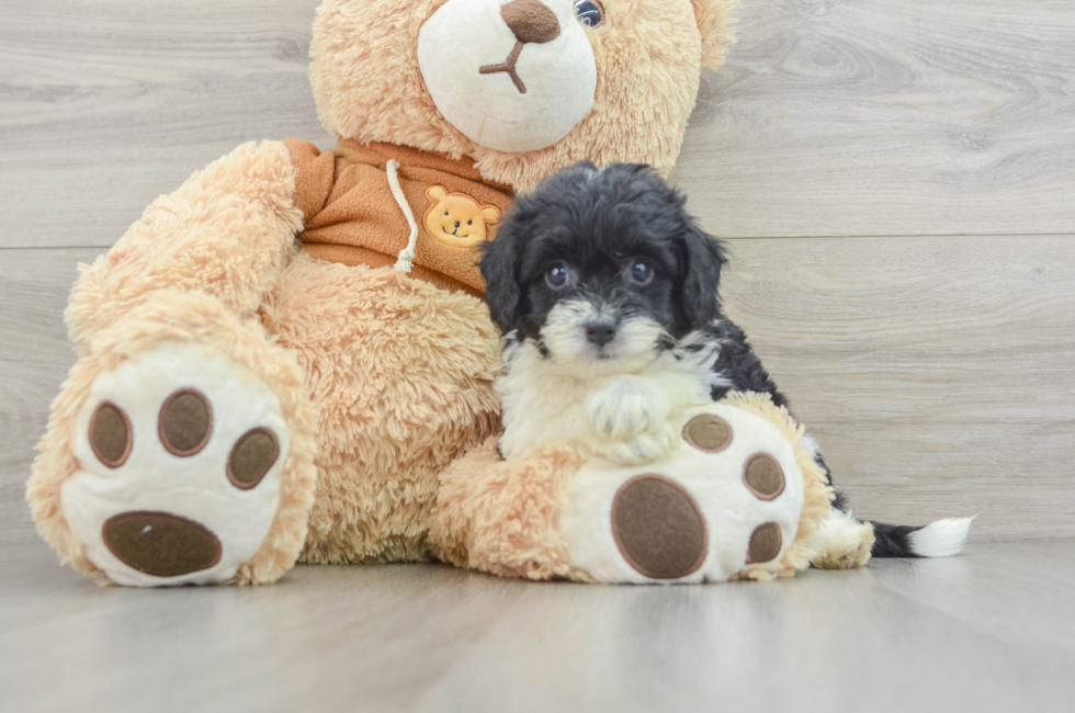 5 week old Mini Aussiedoodle Puppy For Sale - Pilesgrove Pups