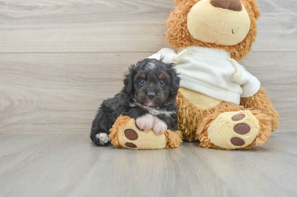 5 week old Mini Aussiedoodle Puppy For Sale - Pilesgrove Pups