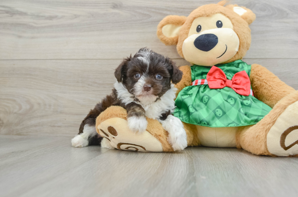 5 week old Mini Aussiedoodle Puppy For Sale - Pilesgrove Pups