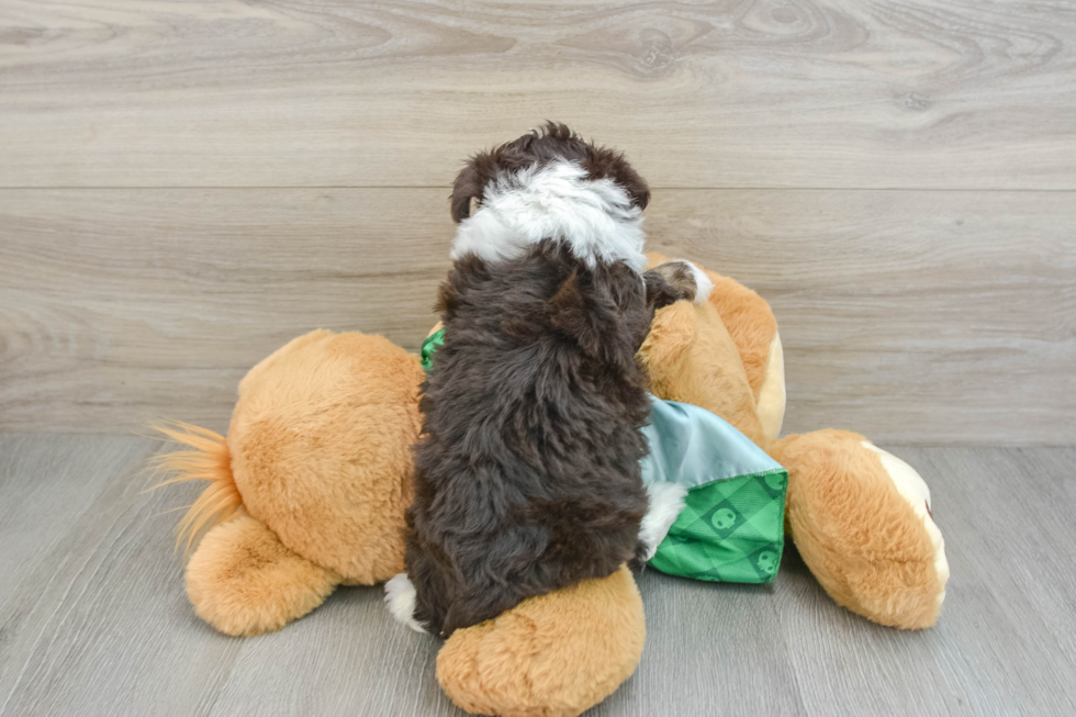 Best Mini Aussiedoodle Baby