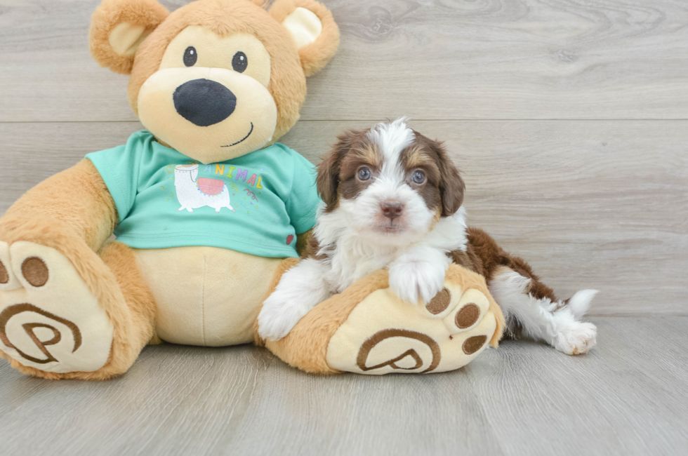 6 week old Mini Aussiedoodle Puppy For Sale - Pilesgrove Pups