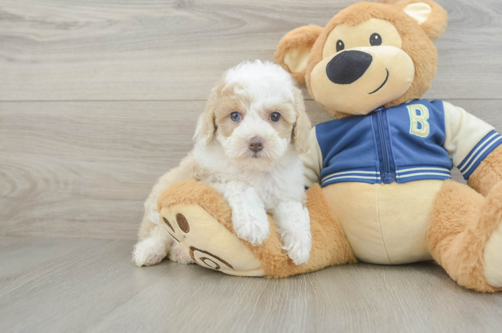 5 week old Mini Aussiedoodle Puppy For Sale - Pilesgrove Pups