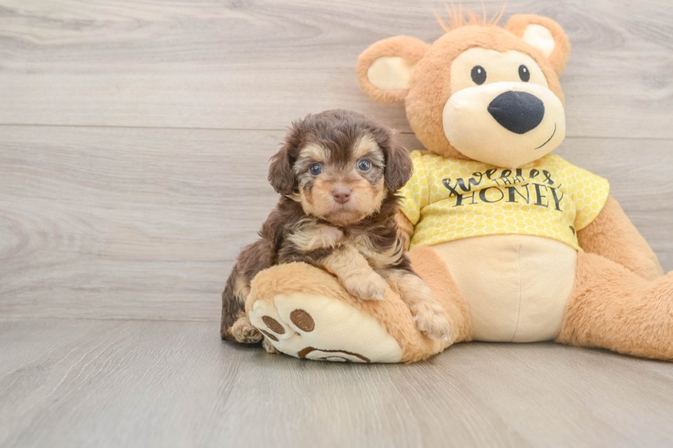 Petite Mini Aussiedoodle Poodle Mix Pup
