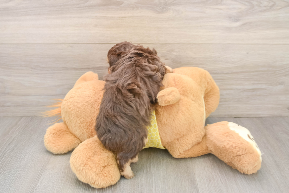 Mini Aussiedoodle Pup Being Cute