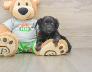 7 week old Mini Aussiedoodle Puppy For Sale - Pilesgrove Pups