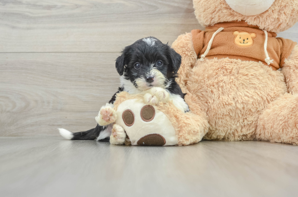 5 week old Mini Aussiedoodle Puppy For Sale - Pilesgrove Pups