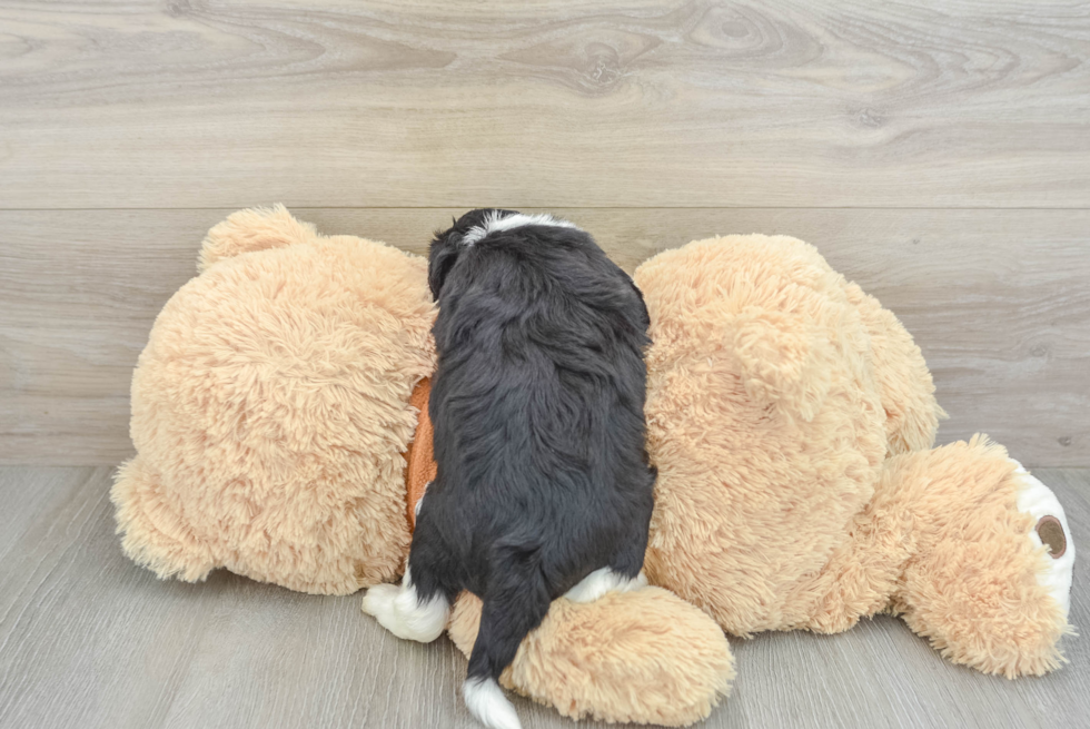 Small Mini Aussiedoodle Baby