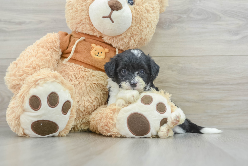 Mini Aussiedoodle Pup Being Cute