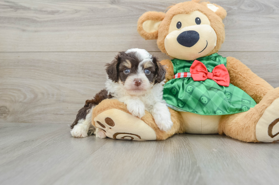 5 week old Mini Aussiedoodle Puppy For Sale - Pilesgrove Pups