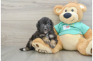 Sweet Mini Aussiedoodle Baby
