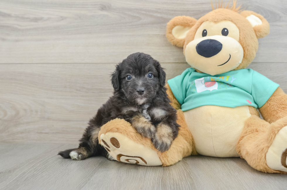 5 week old Mini Aussiedoodle Puppy For Sale - Pilesgrove Pups