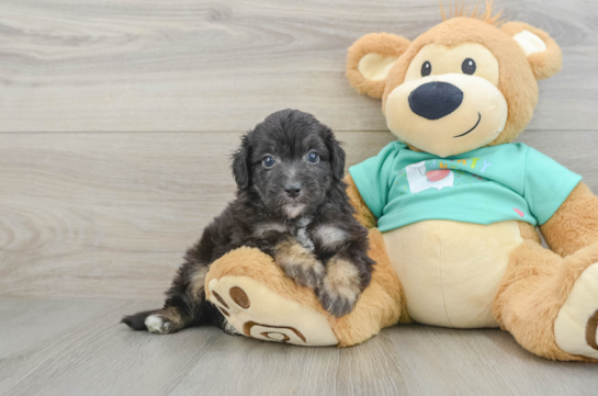 Sweet Mini Aussiedoodle Baby