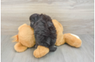 Happy Mini Aussiedoodle Baby