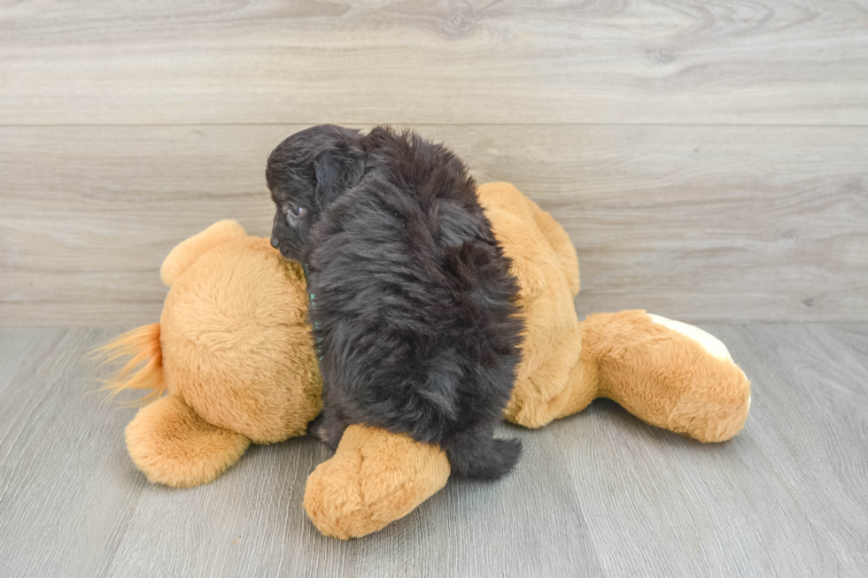 Happy Mini Aussiedoodle Baby