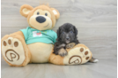 Energetic Aussie Poo Poodle Mix Puppy