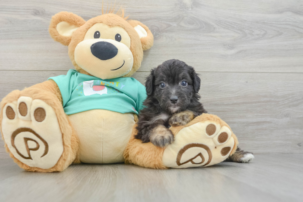 Energetic Aussie Poo Poodle Mix Puppy