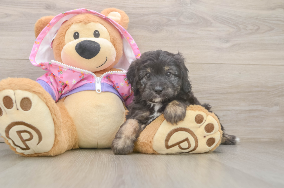 7 week old Mini Aussiedoodle Puppy For Sale - Pilesgrove Pups