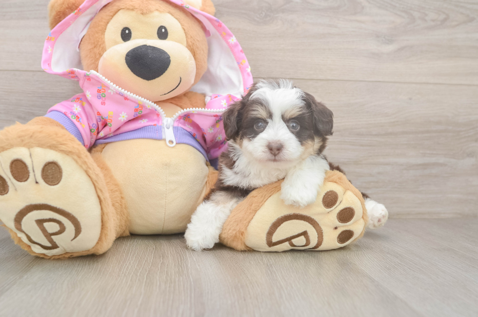 5 week old Mini Aussiedoodle Puppy For Sale - Pilesgrove Pups