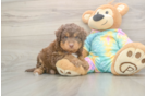 Mini Aussiedoodle Pup Being Cute