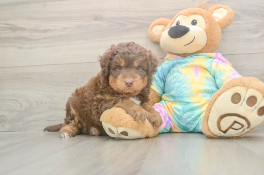 Mini Aussiedoodle Pup Being Cute