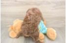 Popular Mini Aussiedoodle Poodle Mix Pup